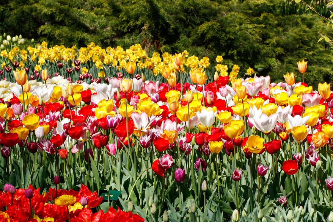 Tulpen in de Keukenhof op 1 mei 2016